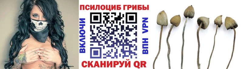 как найти наркотики  Петровск  Галлюциногенные грибы мицелий 